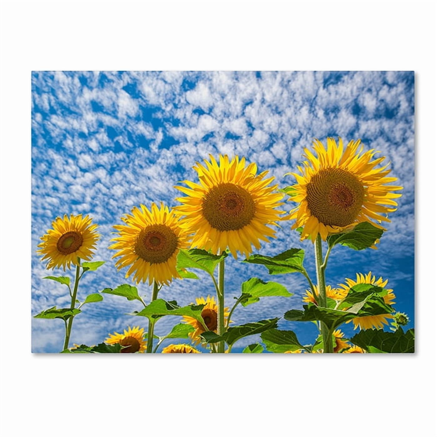 Trademark Fine Art "The Four Sisters" Canvas Art by Michael Blanchette Photography