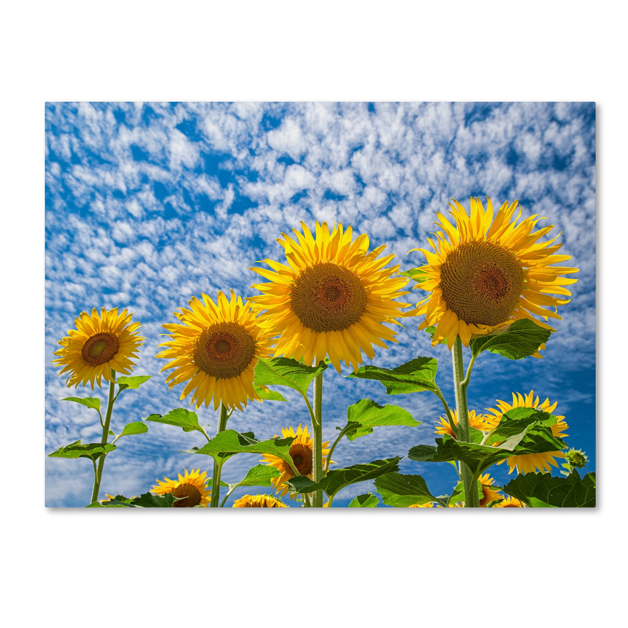 Trademark Fine Art "The Four Sisters" Canvas Art by Michael Blanchette Photography