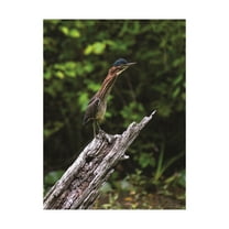 Trademark Fine Art 'The Green Heron' Canvas Art by Kurt Shaffer Photographs