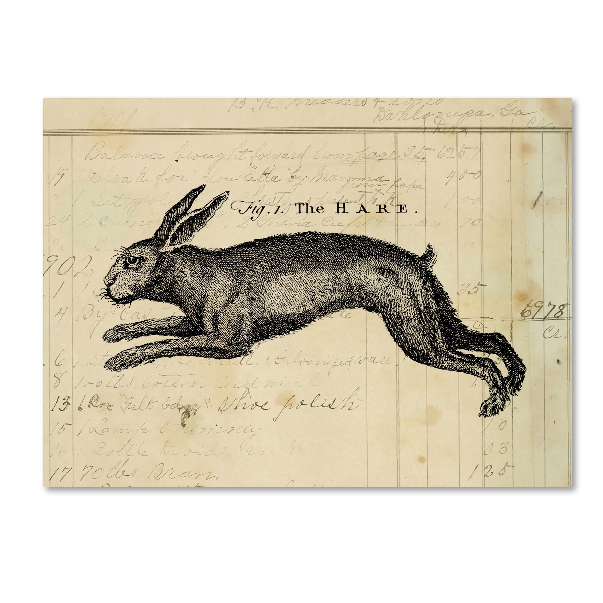 Trademark Fine Art 'The Hare' Canvas Art by Marcee Duggar