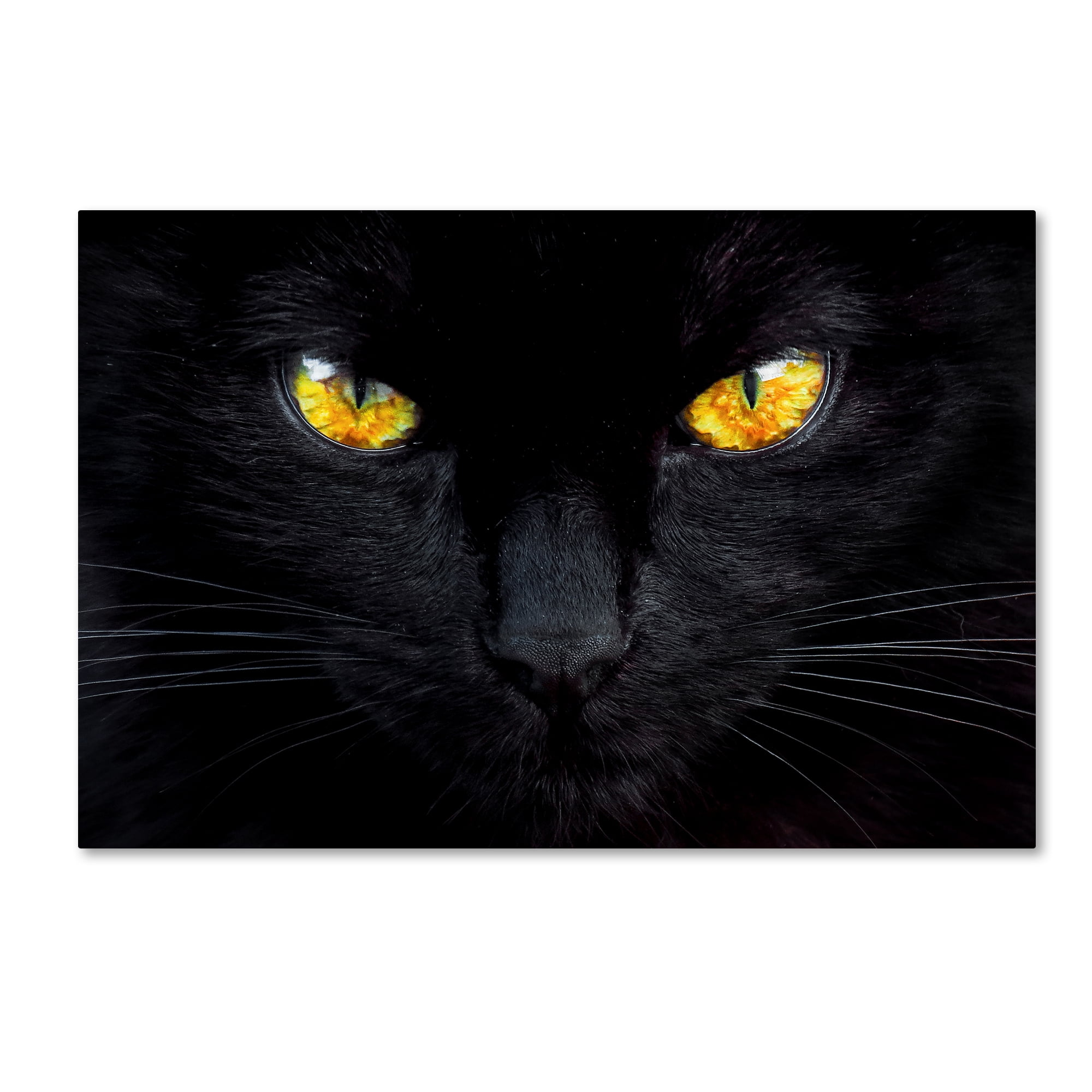 Trademark Fine Art 'The Hypnotist Of The Night' Canvas Art by Ferdinando Valverde