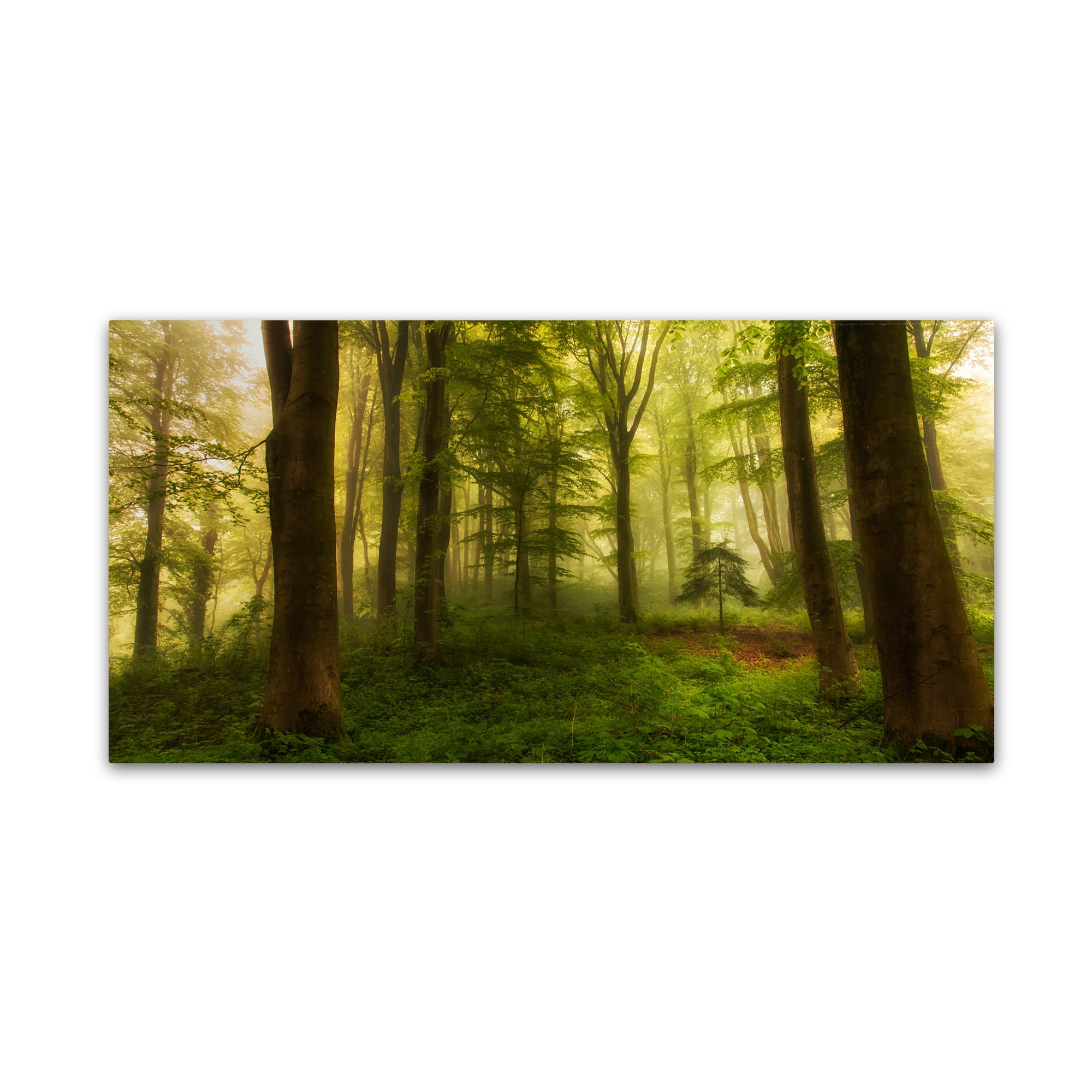 Trademark Fine Art 'The Little Tree' Canvas Art by Leif Londal