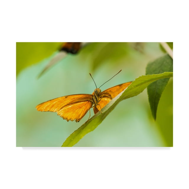 Trademark Fine Art 'The Lookout Butterfly' Canvas Art by Chris Moyer