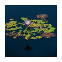 Trademark Fine Art 'The Lotus and the Dragonfly' Canvas Art by Kurt Shaffer