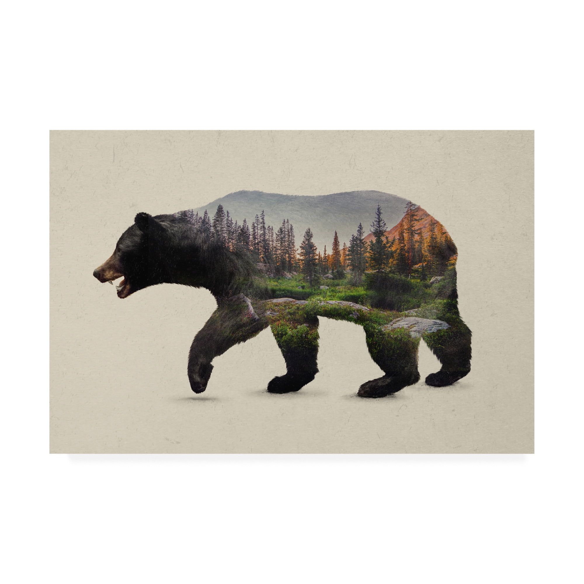 Trademark Fine Art 'The North American Black Bear' Canvas Art by Davies Babies
