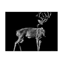 Trademark Fine Art 'The Prize Deer' Canvas Art by Julie Chapman