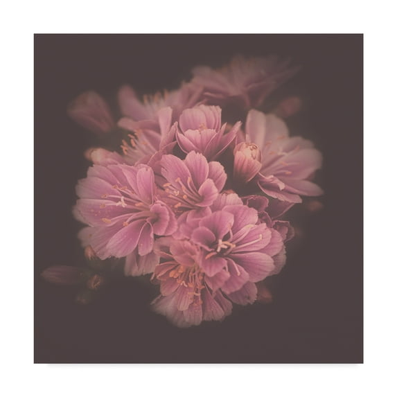 Trademark Fine Art 'The Soft Colour Of Joy' Canvas Art by Philippe Sainte-Laudy