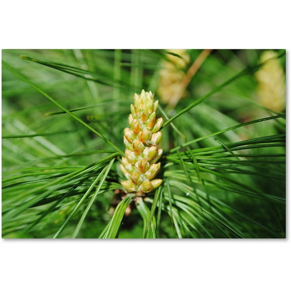 Trademark Fine Art "The Start" Canvas Art by Monica Mize