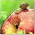 thumbnail image 1 of Trademark Fine Art "The Very Hungry Snail" Canvas Art by Beata Czyzowska Young, 1 of 3