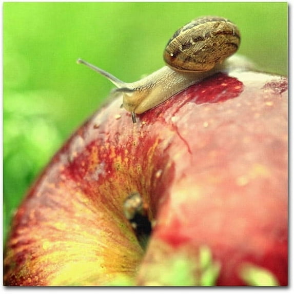 Trademark Fine Art "The Very Hungry Snail" Canvas Art by Beata Czyzowska Young