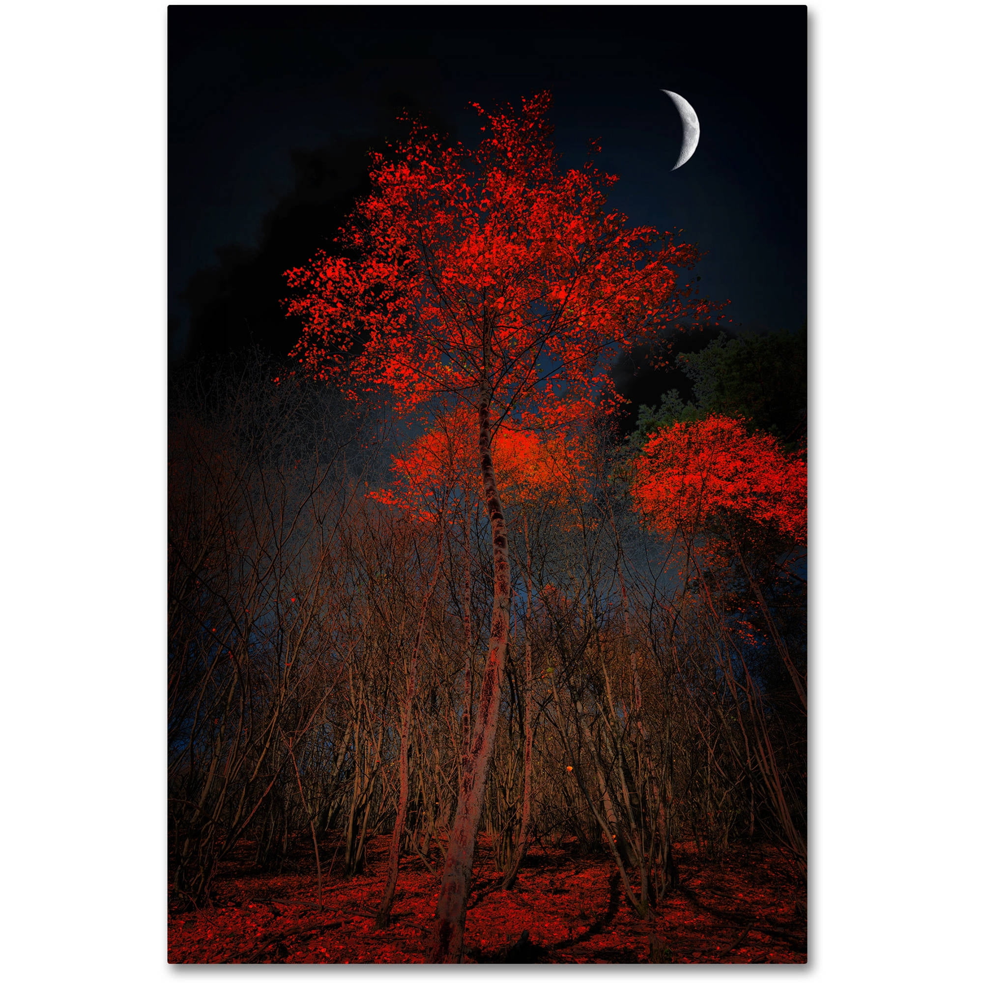 Trademark Fine Art "The Why" Canvas Art by Philippe Sainte-Laudy