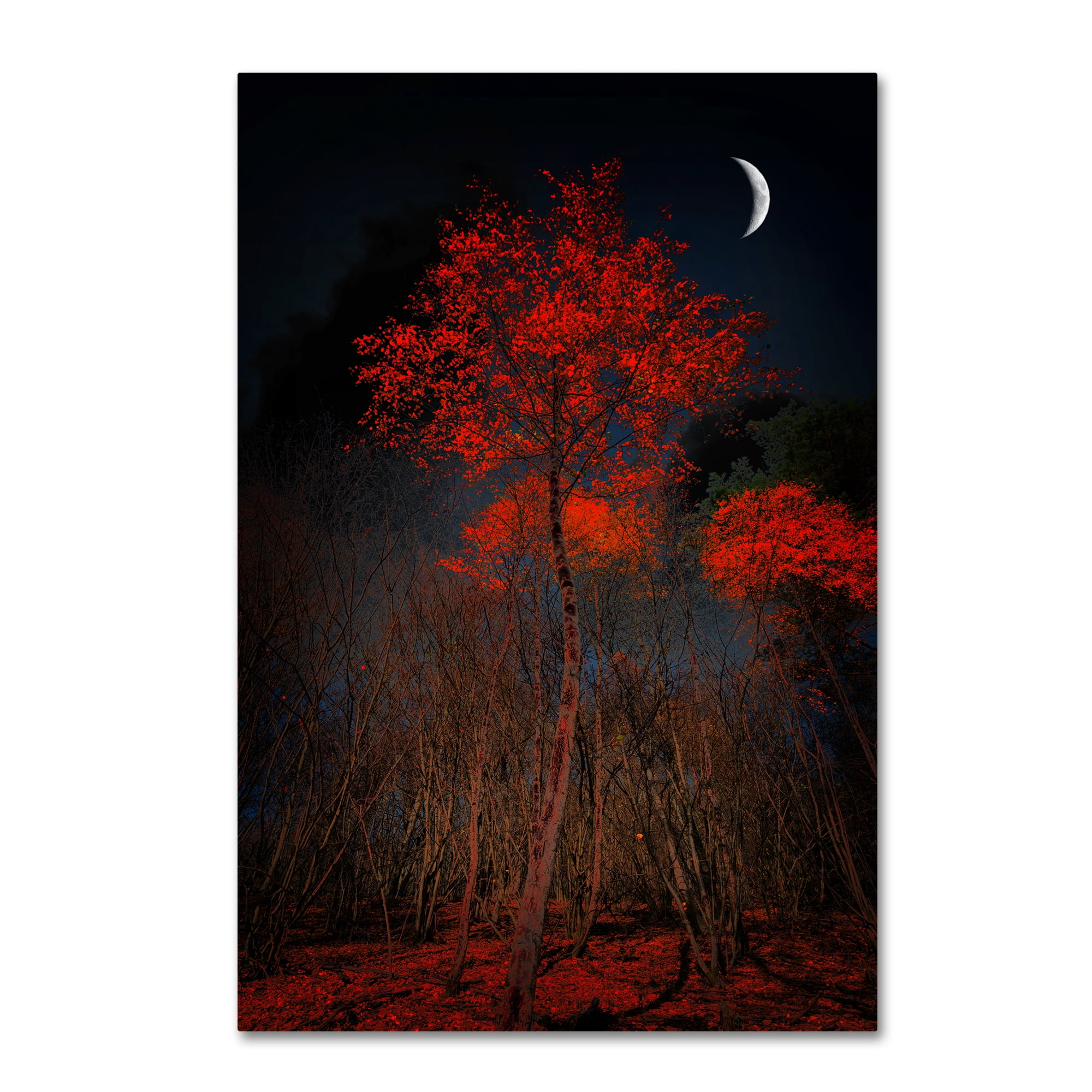 Trademark Fine Art "The Why" Canvas Art by Philippe Sainte-Laudy