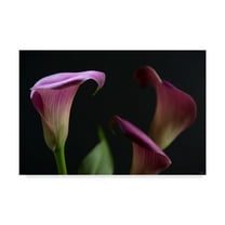 Trademark Fine Art 'Three Lilies' Canvas Art by Gordon Semmens