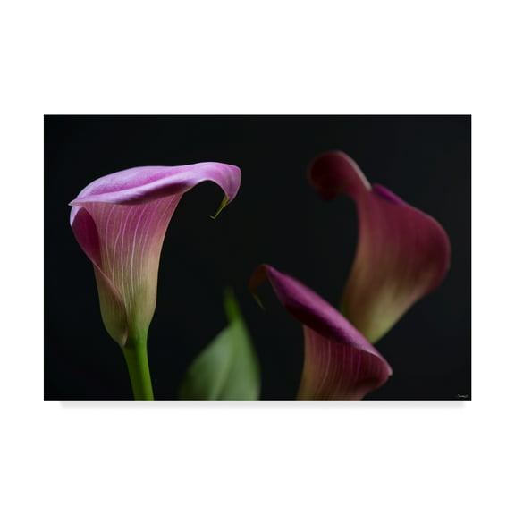 Trademark Fine Art 'Three Lilies' Canvas Art by Gordon Semmens