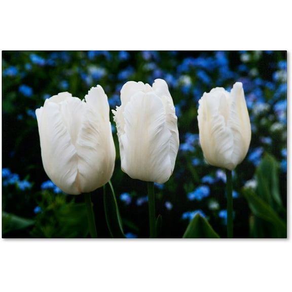 Trademark Fine Art "Three Parrot Tulips" Canvas Art by Kurt Shaffer