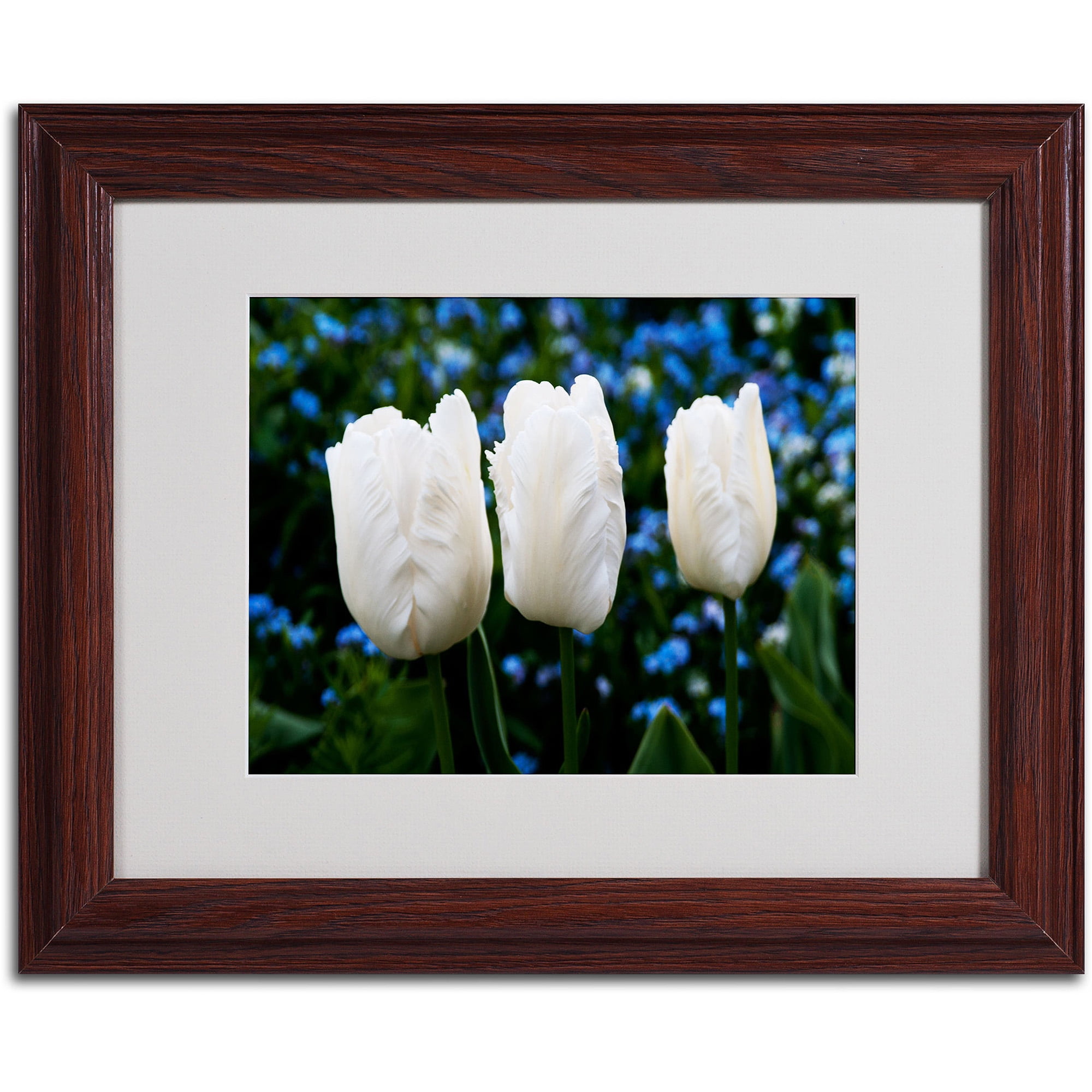 Trademark Fine Art "Three Parrot Tulips" by Kurt Shaffer, Wood Frame