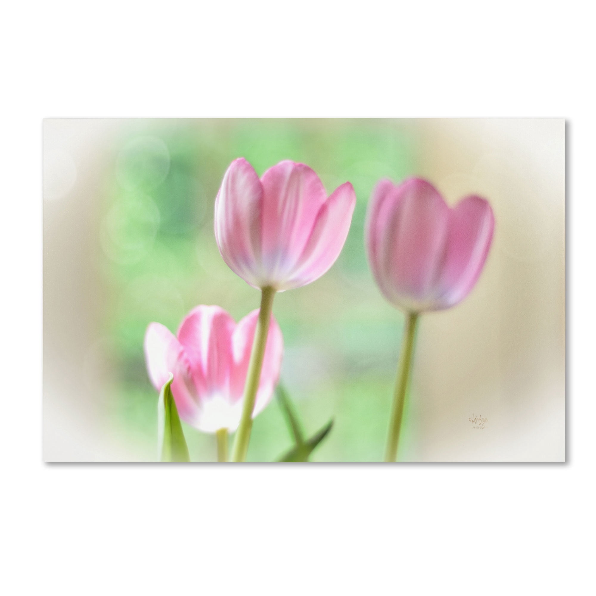 Trademark Fine Art "Three Pink Tulips" Canvas Art by Lois Bryan