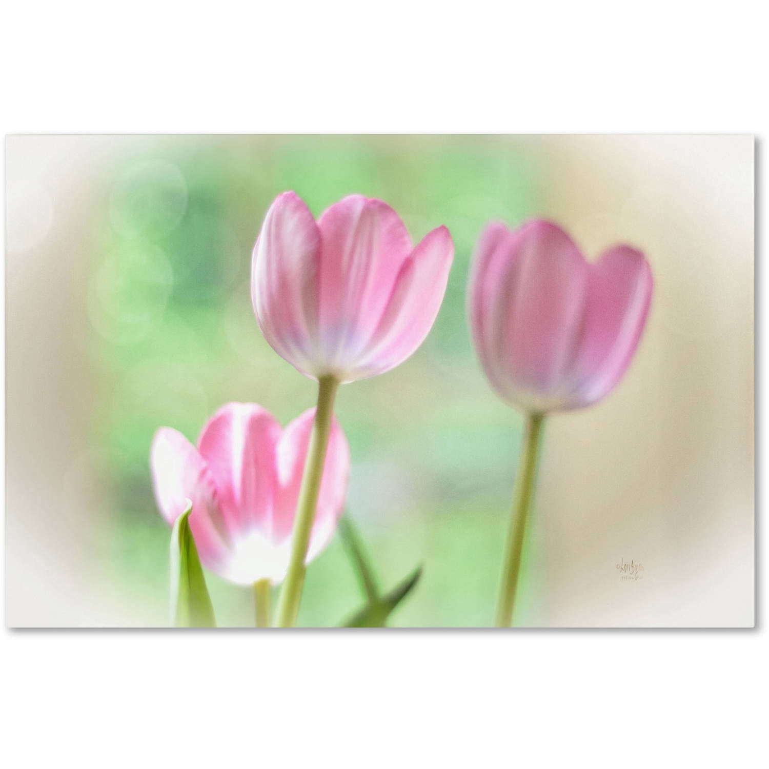 Trademark Fine Art "Three Pink Tulips" Canvas Art by Lois Bryan