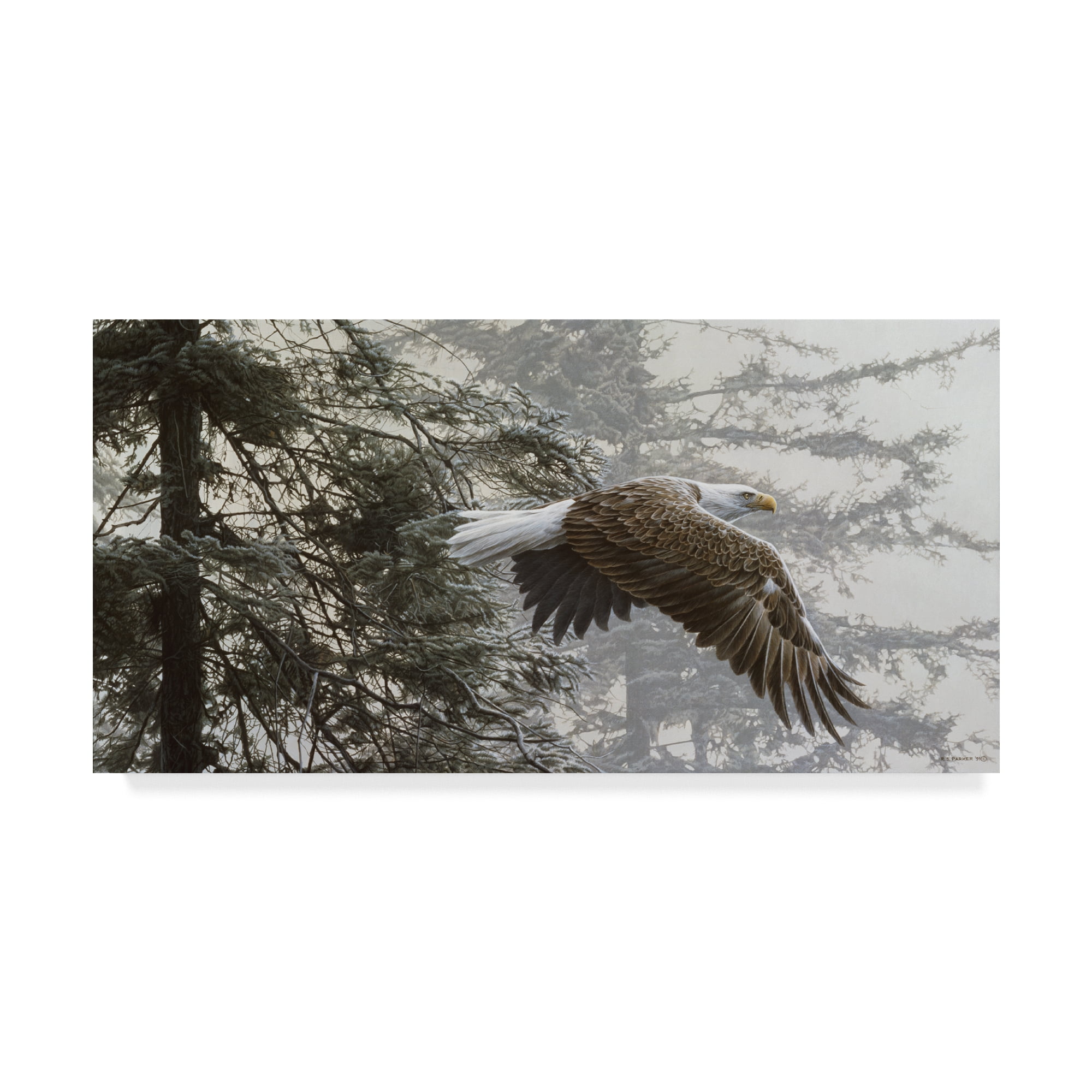 Trademark Fine Art 'Through The Firs' Canvas Art by Ron Parker