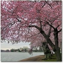 Trademark Fine Art "Tidal Basin Blossoms" Canvas Art by CATeyes