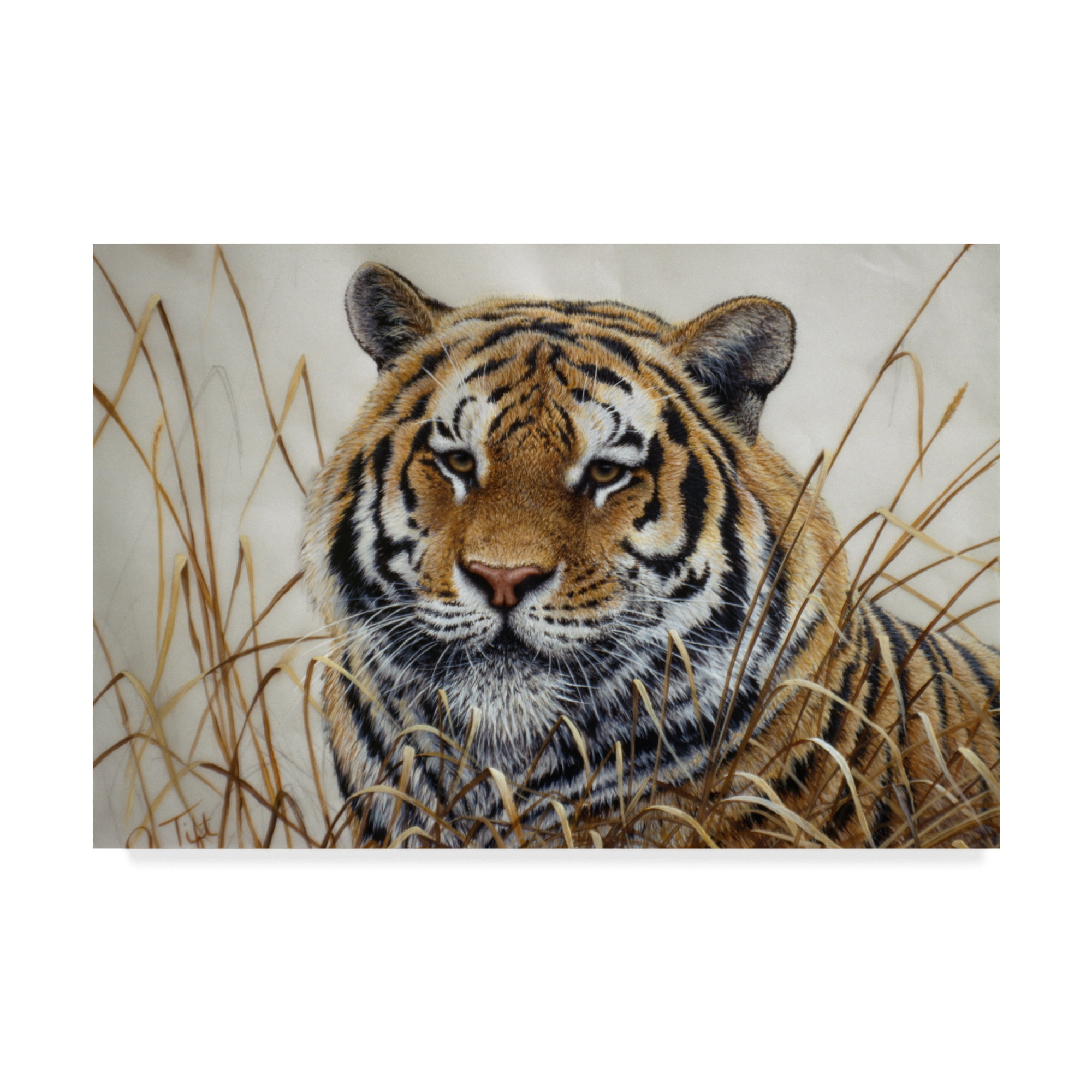 Jeff Tift Tiger Portrait Canvas Art in Natural Modern Frame