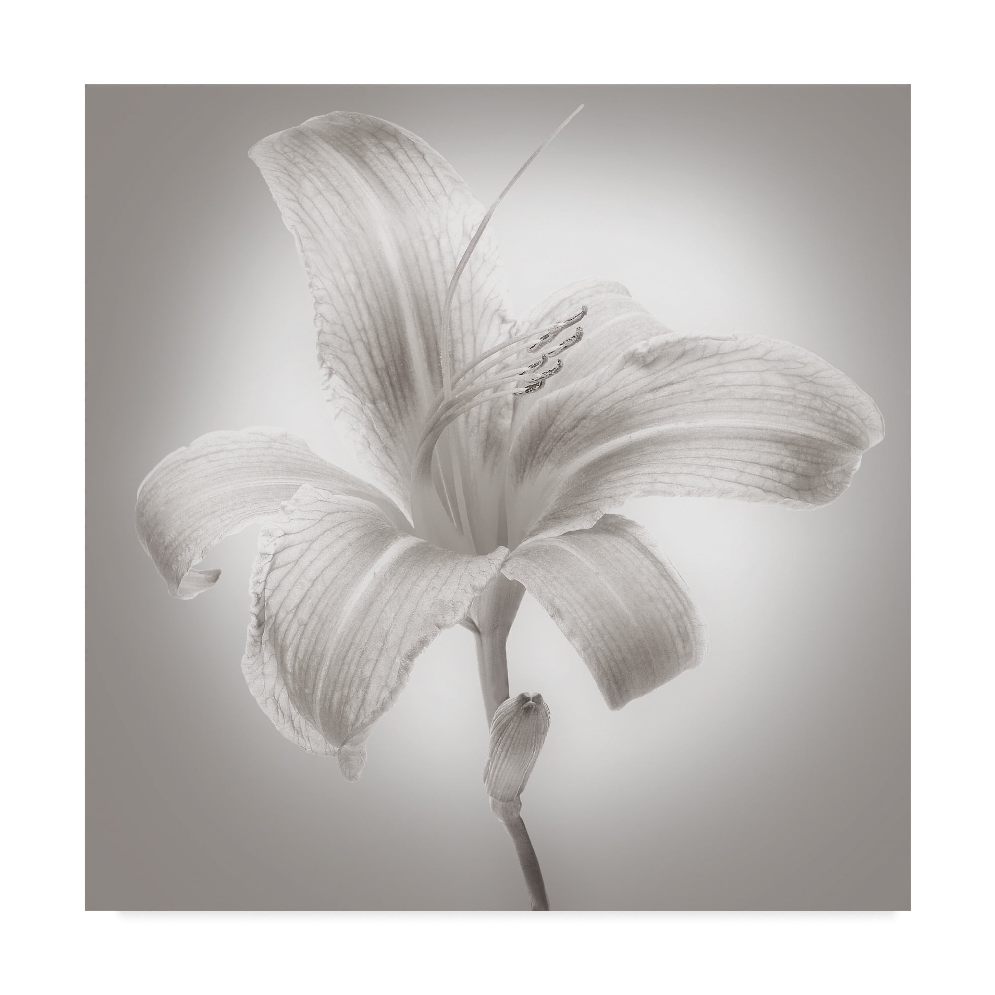 Trademark Fine Art 'Tiger Lily I' Canvas Art by James McLoughlin
