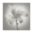 thumbnail image 1 of Trademark Fine Art 'Tiger Lily I' Canvas Art by James McLoughlin, 1 of 4