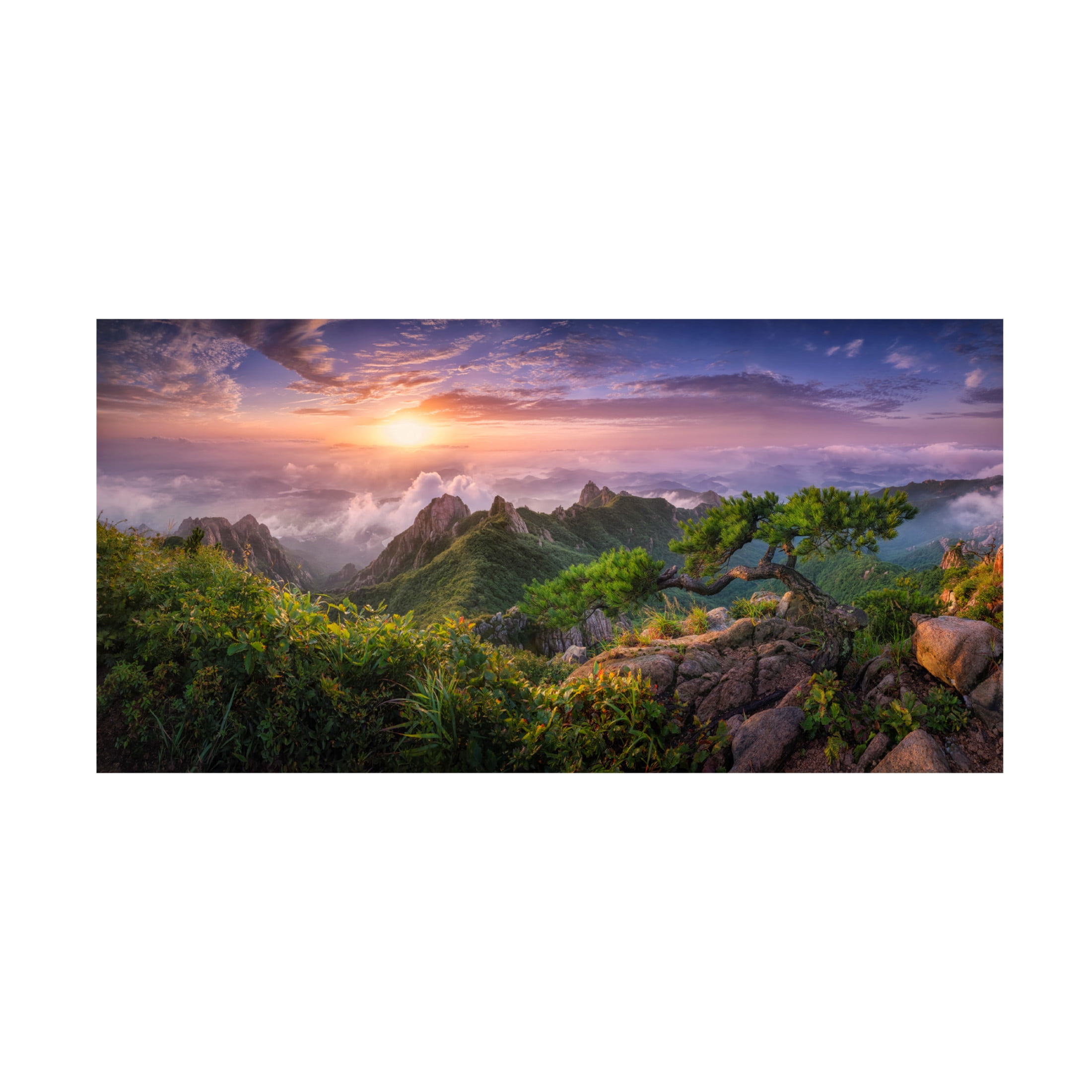 Trademark Fine Art Tiger Seo Pine Tree On The Rock Canvas Wall Art