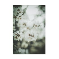 Trademark Fine Art Tim Mossholder Almond Blossoms Canvas Wall Art