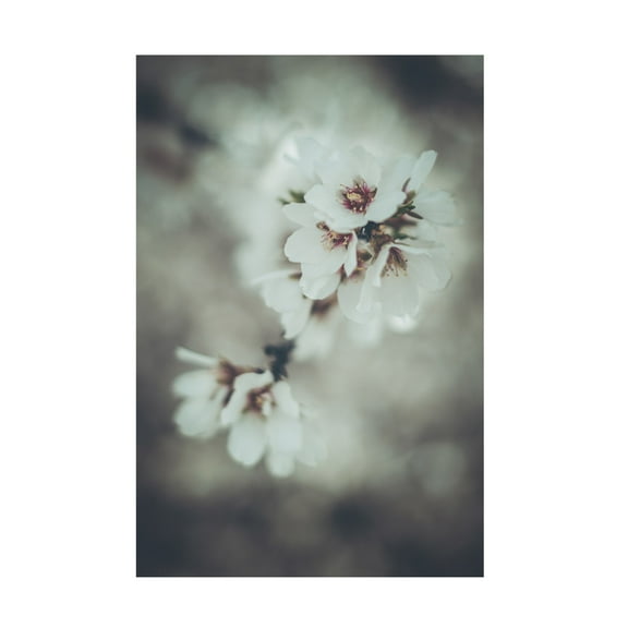 Trademark Fine Art Tim Mossholder Almond Blossoms Canvas Wall Art