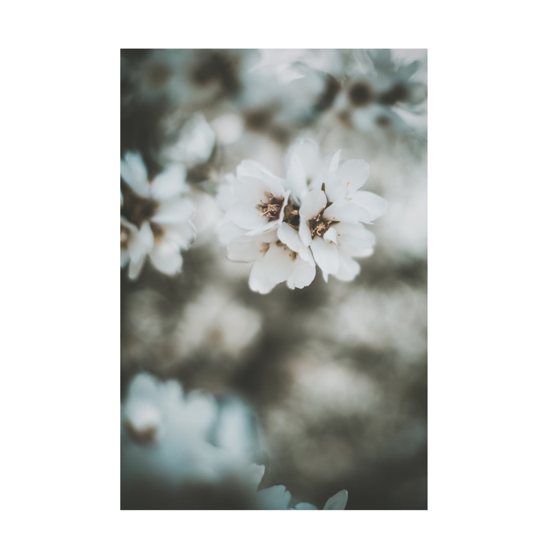 Trademark Fine Art Tim Mossholder Almond Blossoms Canvas Wall Art