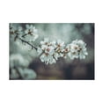 thumbnail image 1 of Trademark Fine Art Tim Mossholder Almond Blossoms Canvas Wall Art, 1 of 4