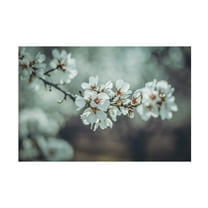 Trademark Fine Art Tim Mossholder Almond Blossoms Canvas Wall Art