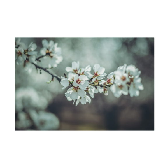 Trademark Fine Art Tim Mossholder Almond Blossoms Canvas Wall Art