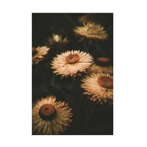 Trademark Fine Art Tim Mossholder Faded Flowers Canvas Wall Art