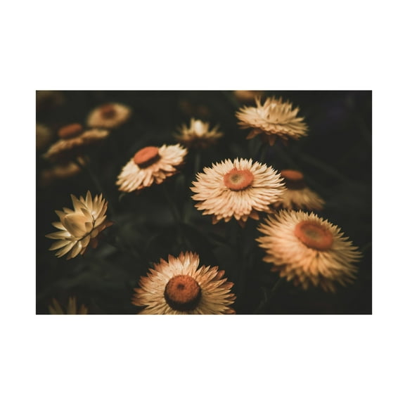 Trademark Fine Art Tim Mossholder Faded Flowers Canvas Wall Art