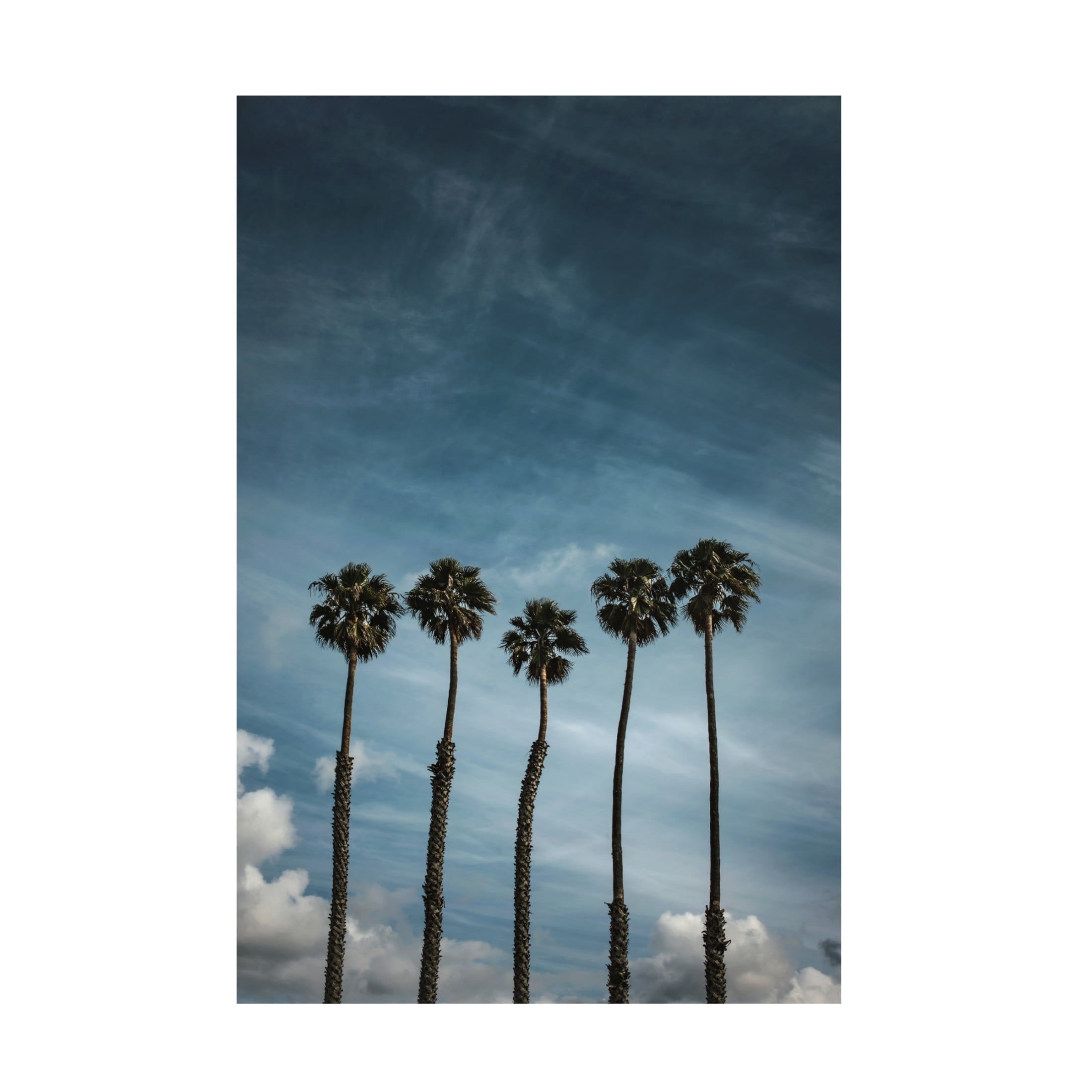 Trademark Fine Art Tim Mossholder Five Palms Canvas Wall Art
