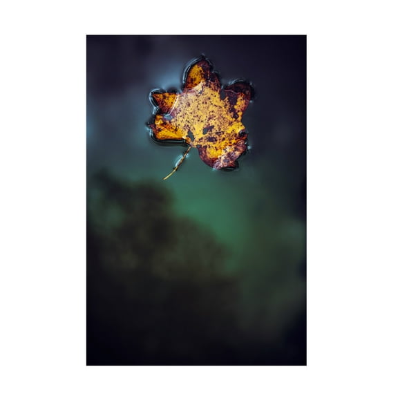 Trademark Fine Art Tim Mossholder Leaf On Water Canvas Wall Art