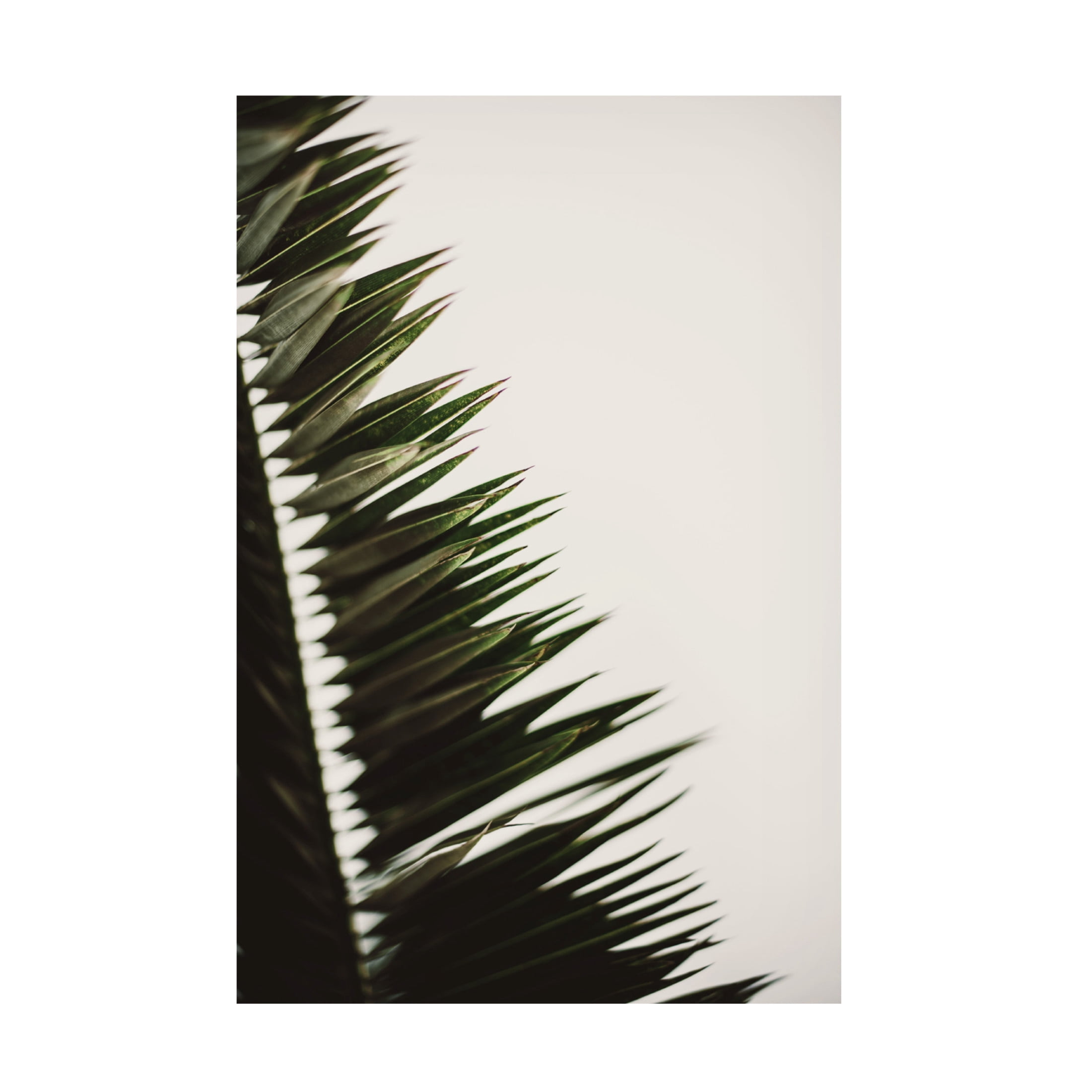 Trademark Fine Art Tim Mossholder Palm Branches Canvas Wall Art