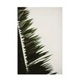 thumbnail image 1 of Trademark Fine Art Tim Mossholder Palm Branches Canvas Wall Art, 1 of 4