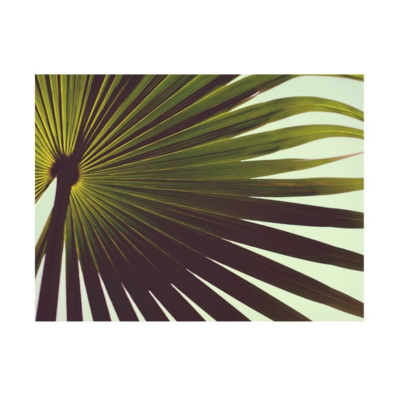 Trademark Fine Art Tim Mossholder Palm Textures Canvas Wall Art