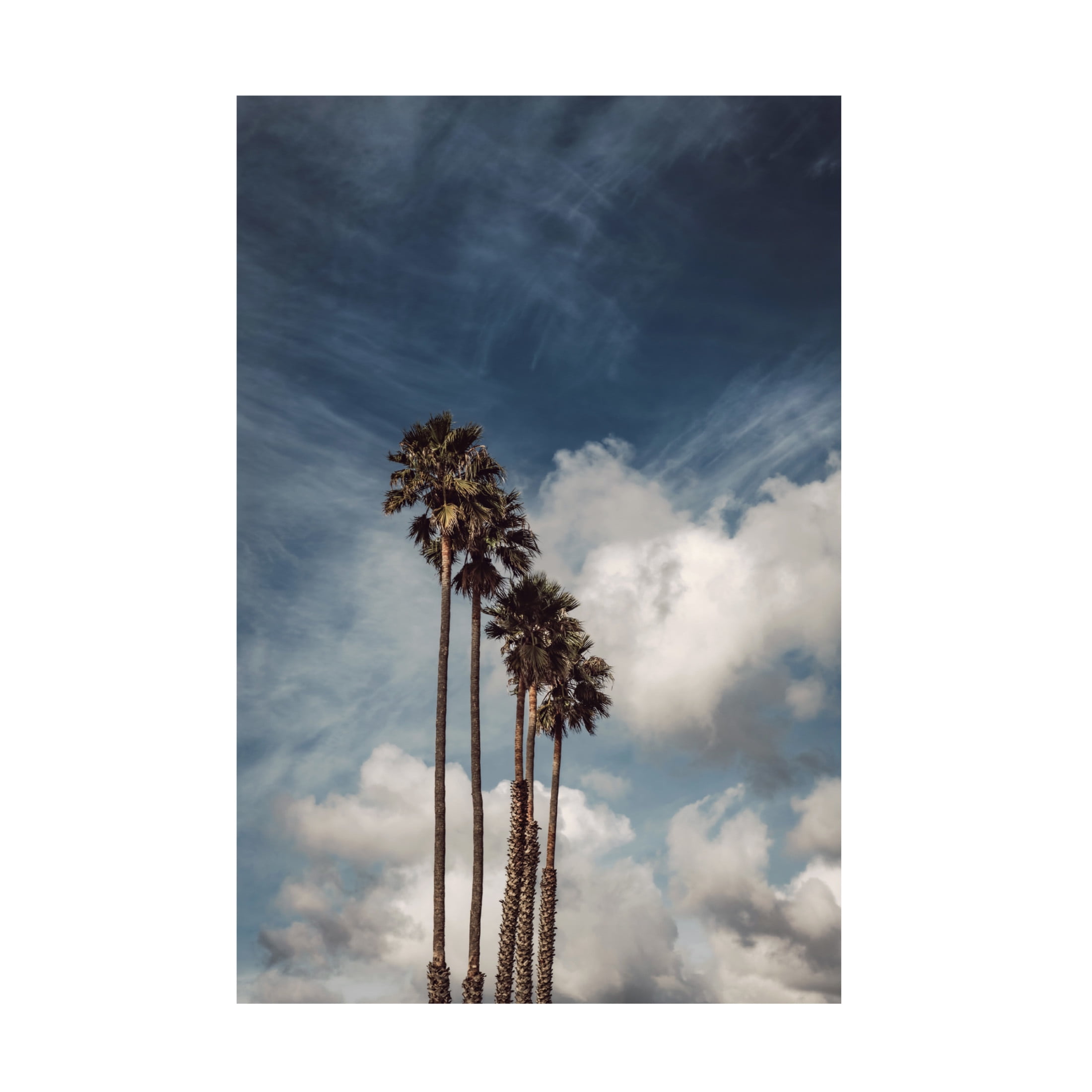 Trademark Fine Art Tim Mossholder Palms And Clouds Canvas Wall Art