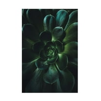 Trademark Fine Art Tim Mossholder Succulent Canvas Wall Art