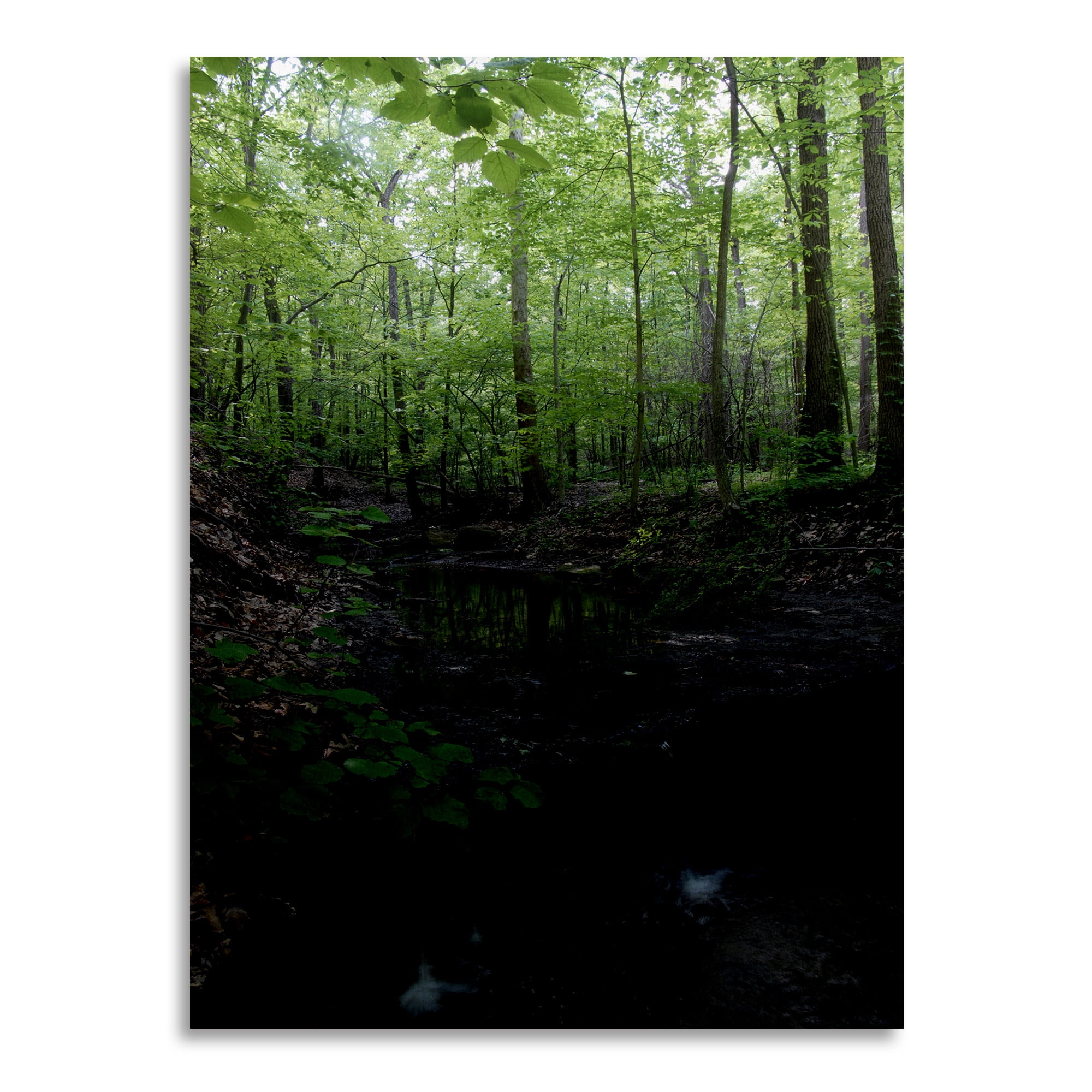 Trademark Fine Art 'Tiny Forest Falls' Brhed Aluminum Wall Art Art by Kurt Shaffer