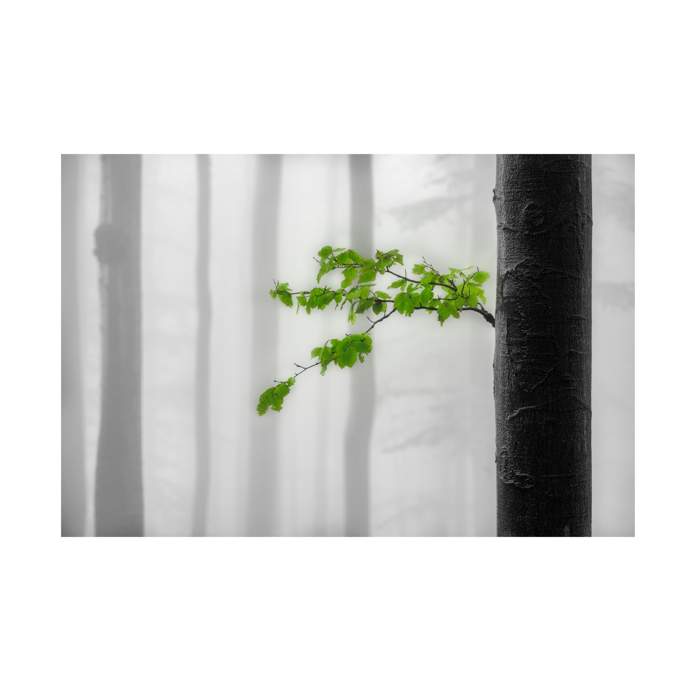 Trademark Fine Art Tom Pavlasek Green Leaves Canvas Wall Art