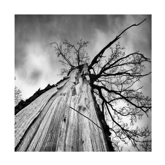 Trademark Fine Art Tomas Frolec Heart Of A Tree Canvas Wall Art