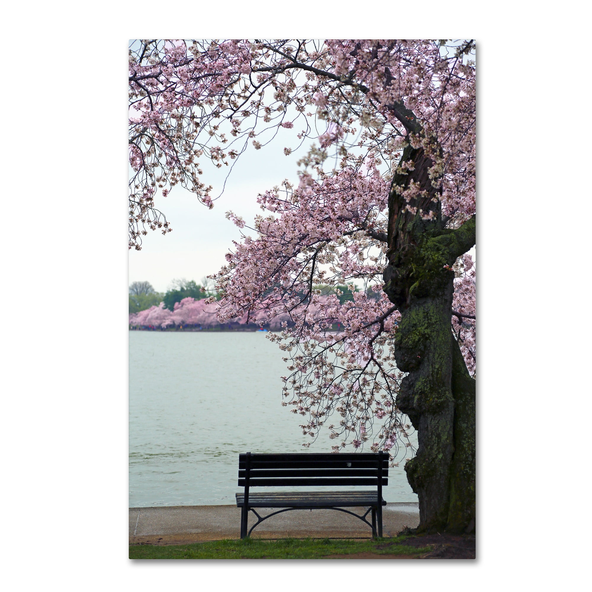Trademark Fine Art "Tranquility" Canvas Art by CATeyes