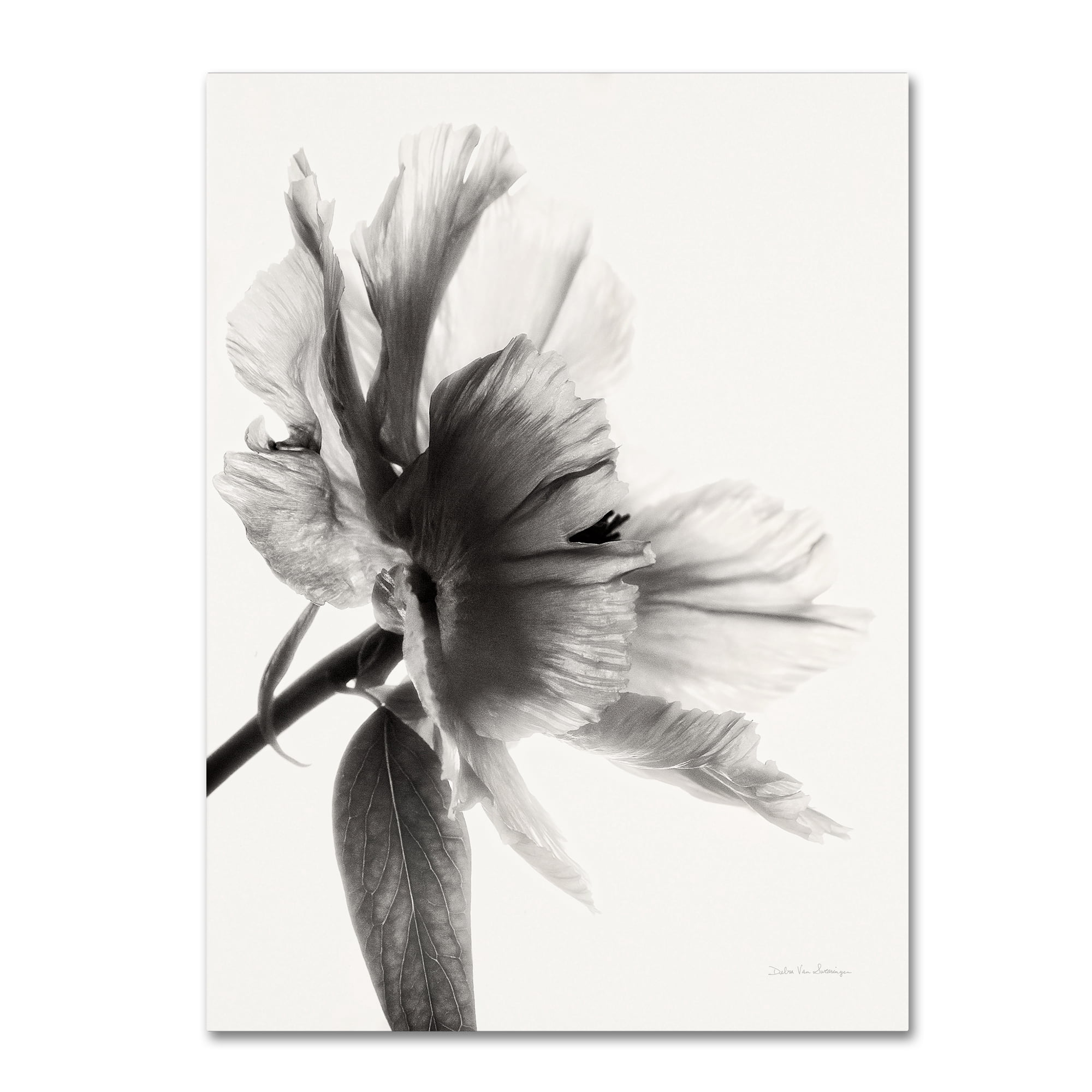 Trademark Fine Art 'Translucent Peony IIBW' Canvas Art by Debra Van Swearingen