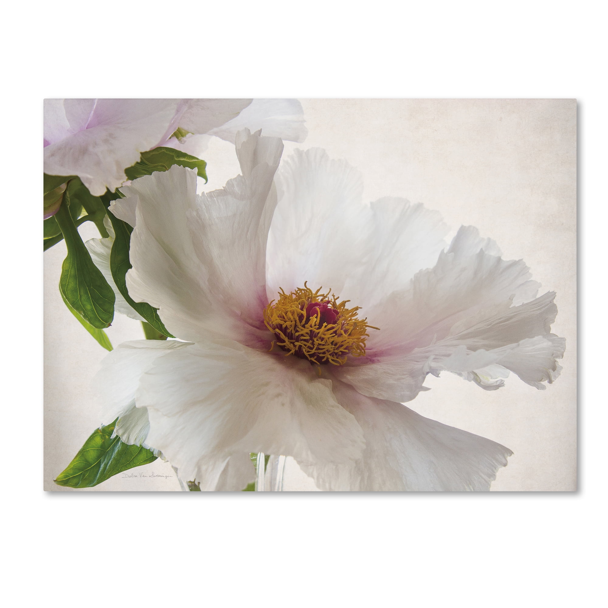 Large White Peony Floral Canvas Art with Frame
