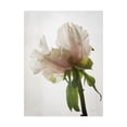 thumbnail image 1 of Trademark Fine Art 'Translucent Peony VIII' Canvas Art by Debra Van Swearingen, 1 of 3